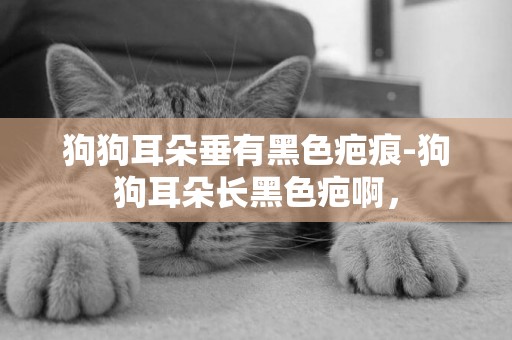 狗狗耳朵垂有黑色疤痕-狗狗耳朵長黑色疤啊，
