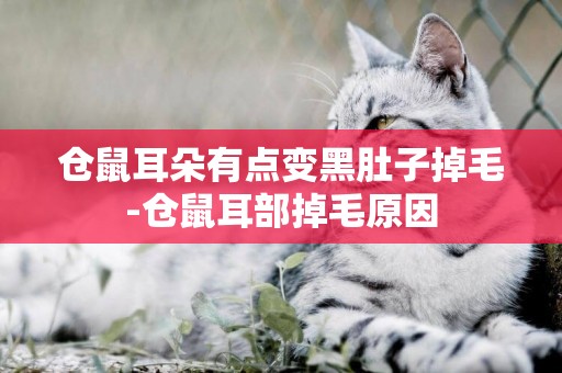 倉鼠耳朵有點變黑肚子掉毛-倉鼠耳部掉毛原因