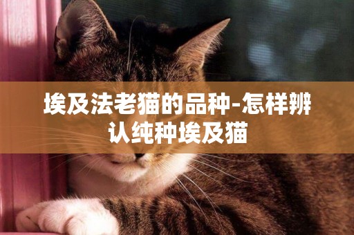 埃及法老貓的品種-怎樣辨認純種埃及貓