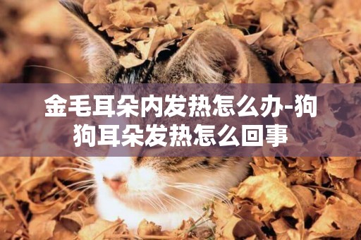 金毛耳朵內發熱怎么辦-狗狗耳朵發熱怎么回事