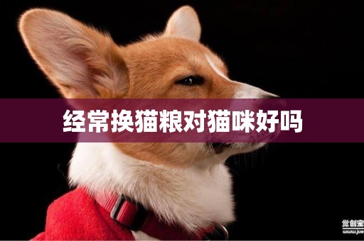 經常換貓糧對貓咪好嗎