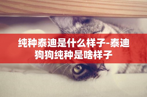 純種泰迪是什么樣子-泰迪狗狗純種是啥樣子
