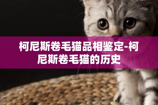 柯尼斯卷毛貓品相鑒定-柯尼斯卷毛貓的歷史