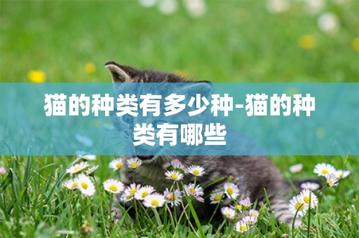 貓的種類有多少種-貓的種類有哪些