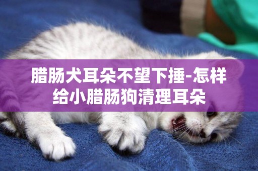 臘腸犬耳朵不望下捶-怎樣給小臘腸狗清理耳朵