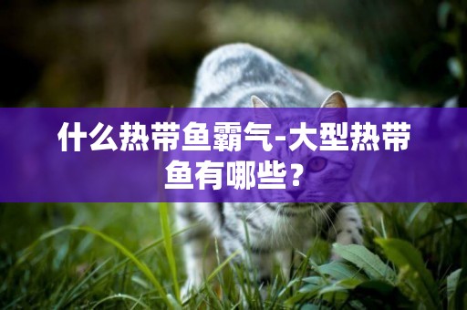 什么熱帶魚霸氣-大型熱帶魚有哪些？