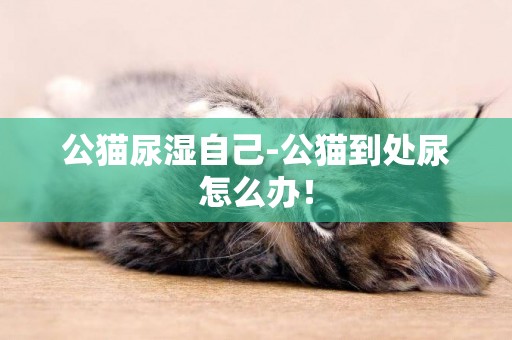 公貓尿濕自己-公貓到處尿怎么辦！
