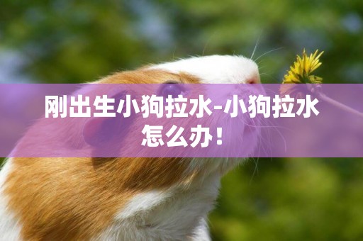 剛出生小狗拉水-小狗拉水怎么辦！