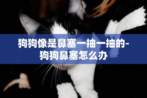 狗狗像是鼻塞一抽一抽的-狗狗鼻塞怎么辦