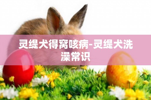 靈緹犬得窩咳病-靈緹犬洗澡常識