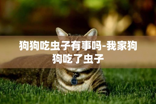 狗狗吃蟲子有事嗎-我家狗狗吃了蟲子