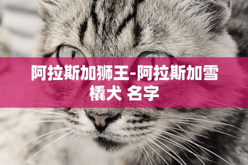阿拉斯加獅王-阿拉斯加雪橇犬 名字