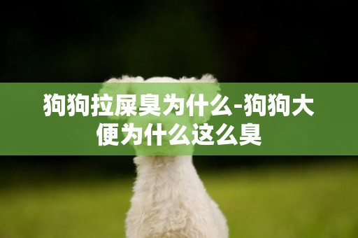 狗狗拉屎臭為什么-狗狗大便為什么這么臭
