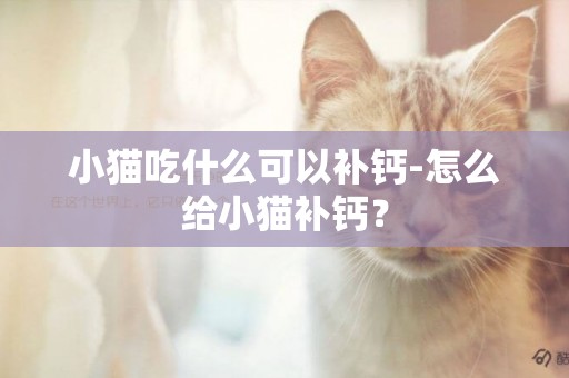 小貓吃什么可以補鈣-怎么給小貓補鈣？