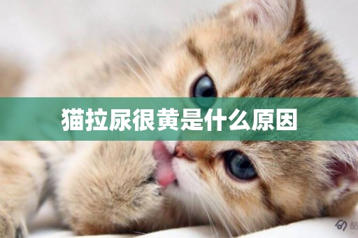 貓拉尿很黃是什么原因