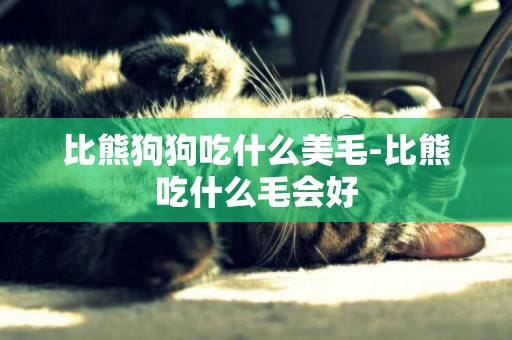 比熊狗狗吃什么美毛-比熊吃什么毛會好