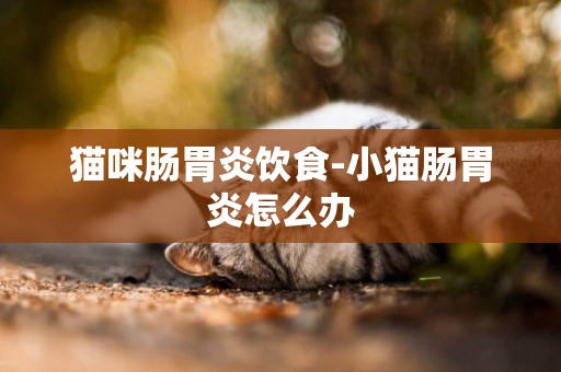 貓咪腸胃炎飲食-小貓腸胃炎怎么辦