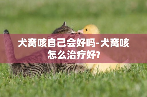犬窩咳自己會好嗎-犬窩咳怎么治療好?