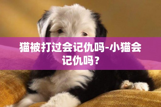 貓被打過會記仇嗎-小貓會記仇嗎？