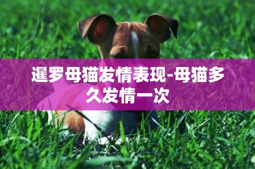 暹羅母貓發情表現-母貓多久發情一次