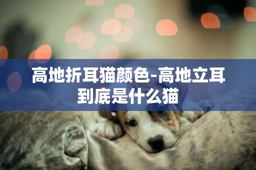 高地折耳貓顏色-高地立耳到底是什么貓