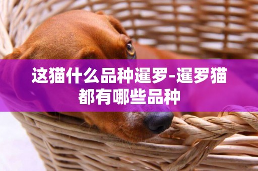 這貓什么品種暹羅-暹羅貓都有哪些品種