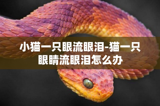 小貓一只眼流眼淚-貓一只眼睛流眼淚怎么辦