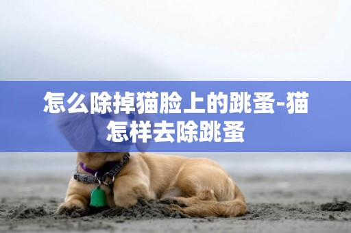 怎么除掉貓臉上的跳蚤-貓怎樣去除跳蚤
