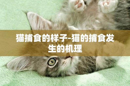貓捕食的樣子-貓的捕食發生的機理