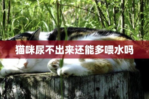 貓咪尿不出來還能多喂水嗎