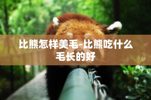 比熊怎樣美毛-比熊吃什么毛長的好