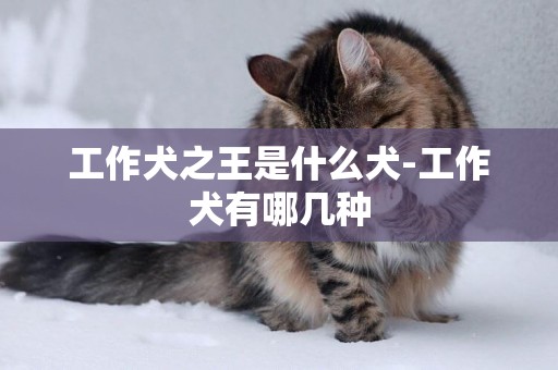 工作犬之王是什么犬-工作犬有哪幾種
