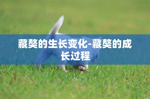 藏獒的生長變化-藏獒的成長過程