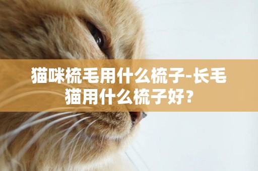 貓咪梳毛用什么梳子-長毛貓用什么梳子好？