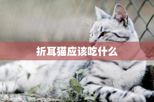 折耳貓應該吃什么