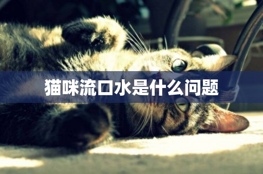 貓咪流口水是什么問題