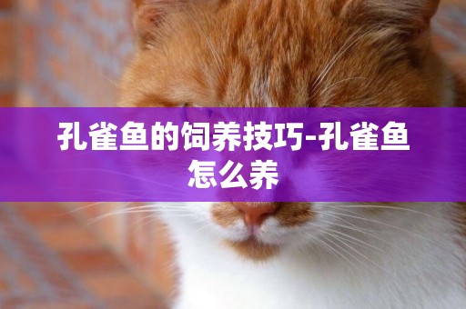 孔雀魚的飼養技巧-孔雀魚怎么養