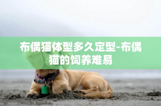 布偶貓體型多久定型-布偶貓的飼養難易