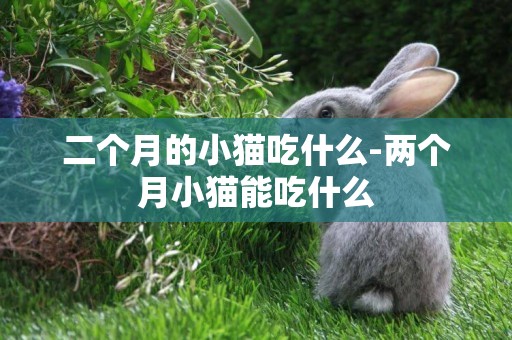 二個月的小貓吃什么-兩個月小貓能吃什么