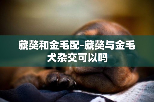 藏獒和金毛配-藏獒與金毛犬雜交可以嗎