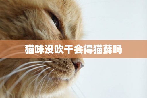 貓咪沒吹干會得貓蘚嗎