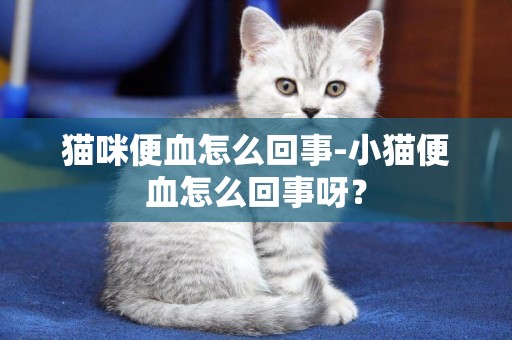 貓咪便血怎么回事-小貓便血怎么回事呀？