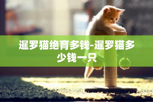 暹羅貓絕育多錢-暹羅貓多少錢一只