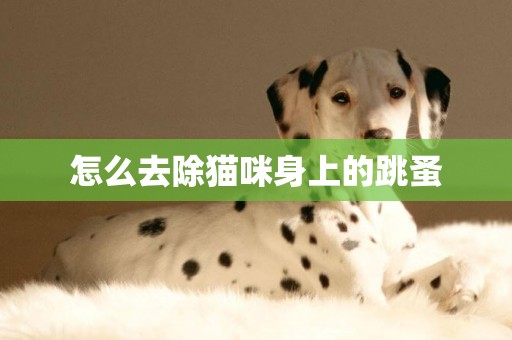 怎么去除貓咪身上的跳蚤