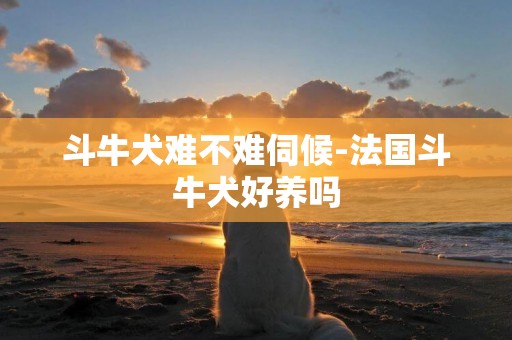 斗牛犬難不難伺候-法國斗牛犬好養嗎