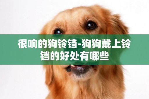 很響的狗鈴鐺-狗狗戴上鈴鐺的好處有哪些