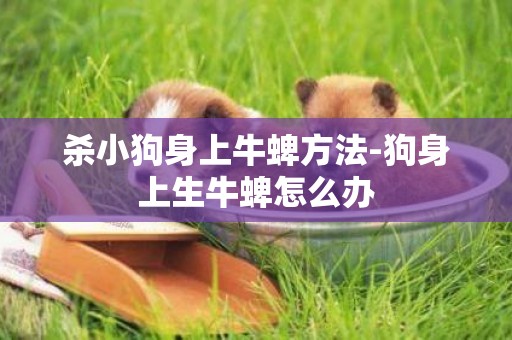 殺小狗身上牛蜱方法-狗身上生牛蜱怎么辦