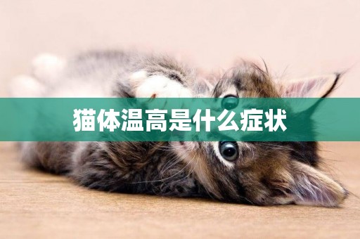 貓體溫高是什么癥狀