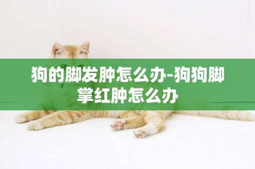 狗的腳發腫怎么辦-狗狗腳掌紅腫怎么辦