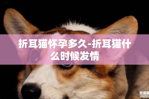 折耳貓懷孕多久-折耳貓什么時候發情